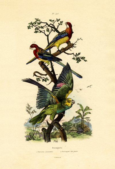 Loro de Cabeza Amarilla de French School